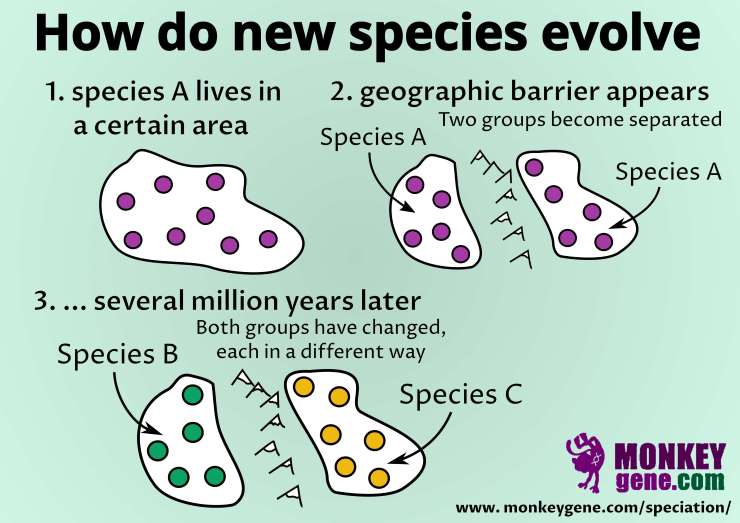 How Do New Species Evolve Through Isolation