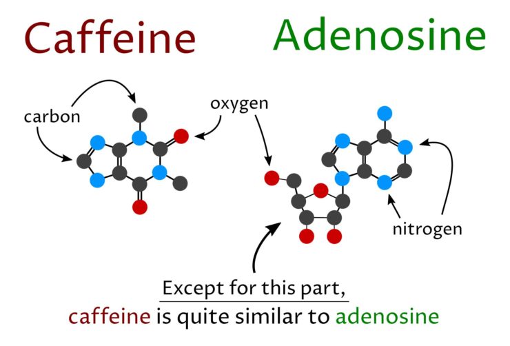 caffeine and adenosine molecular structure