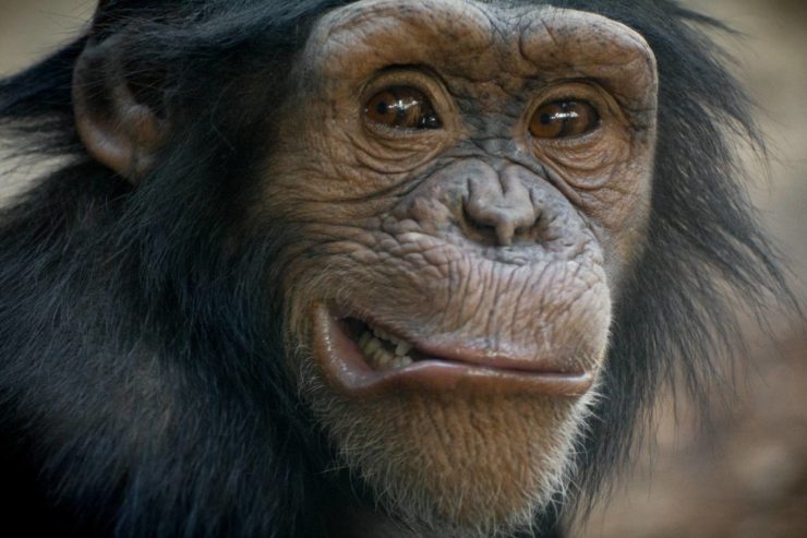 chimpanzees are a lot like humans, but with more chromosomes