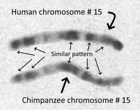 banding of human and chimpanzee chromosome 15 compared 