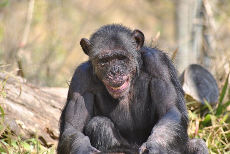 chimpanzees use tools like humans