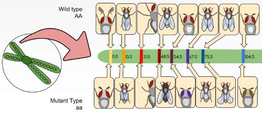 fruit fly drosophila gene map linkage map of traits