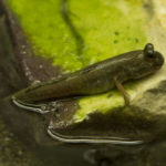 Pearse's mudskipper - a fish that has grown legs throug hevolution
