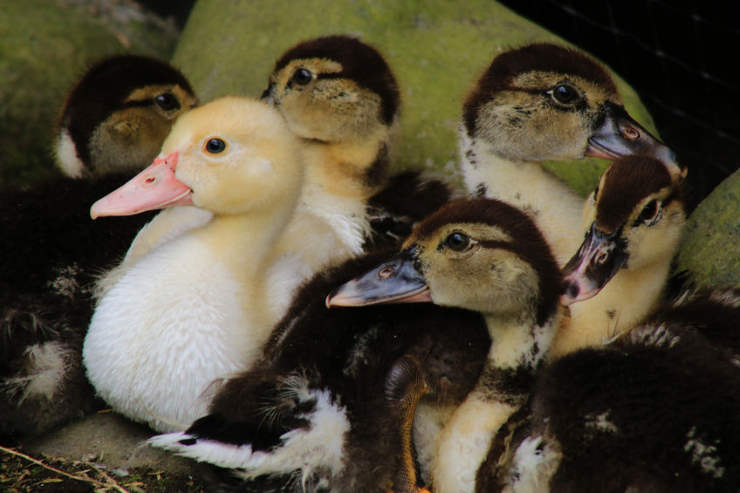 are these different species: ducklings or goslings
