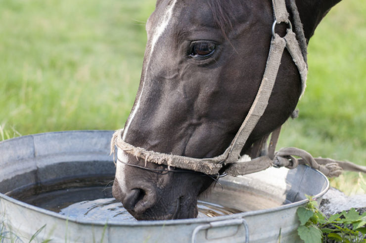 a horse drinking water, which is essential to life