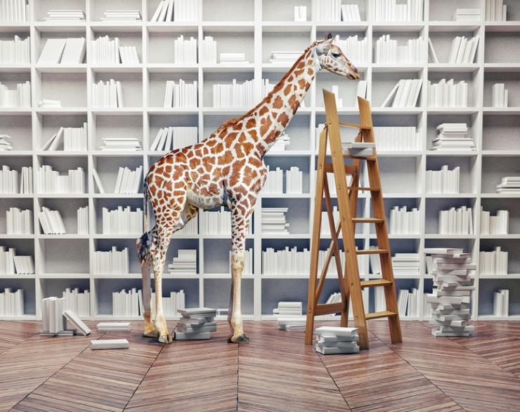 a giraffe in a library