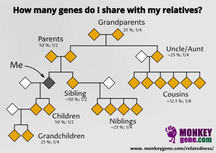 A diagram of how many genes I share with my relatives.