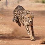 a cheetah running has high fitness