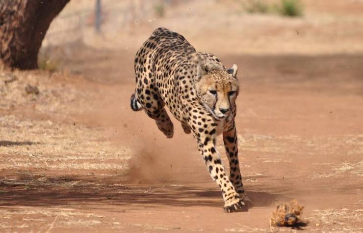a cheetah running has high fitness