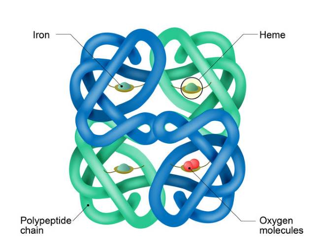hemoglobin structure