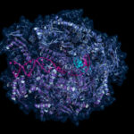 RNA polymerase 2, a protein that reads RNA