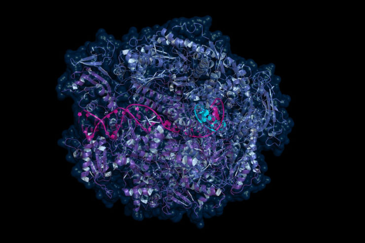 RNA polymerase 2, a protein that reads RNA