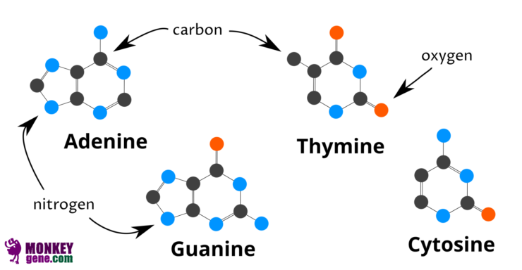 Nucleobases: Adenine, Guanine, Cytosine, Thyminevvvvvvv
