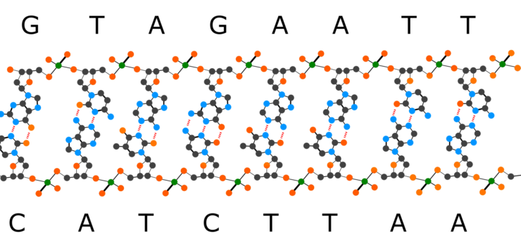 nucleobases form double stranded DNA
