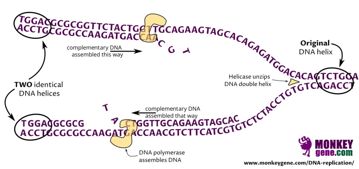 dna replication, helicase unzpis and DNA polymerase replicates DNA double helix