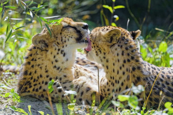 Cheetahs kissing and licking