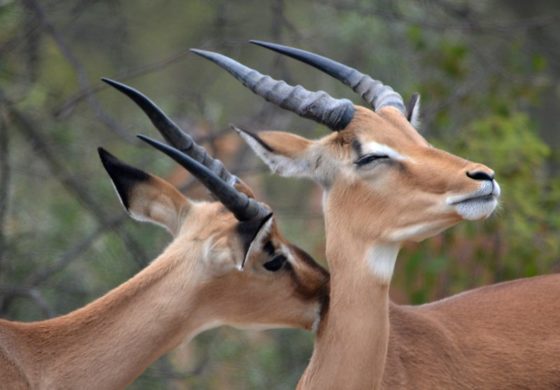 impalas allogrooming