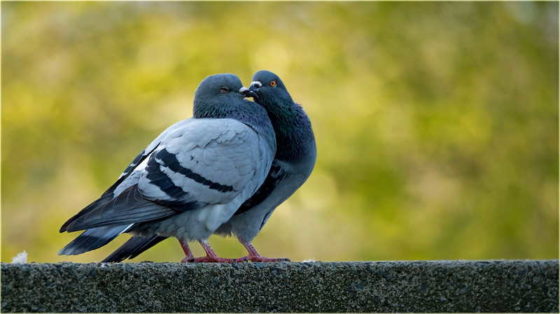pigeons touching beaks as in a kiss