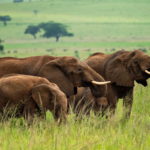 elephants are among wild animals that do have cancer