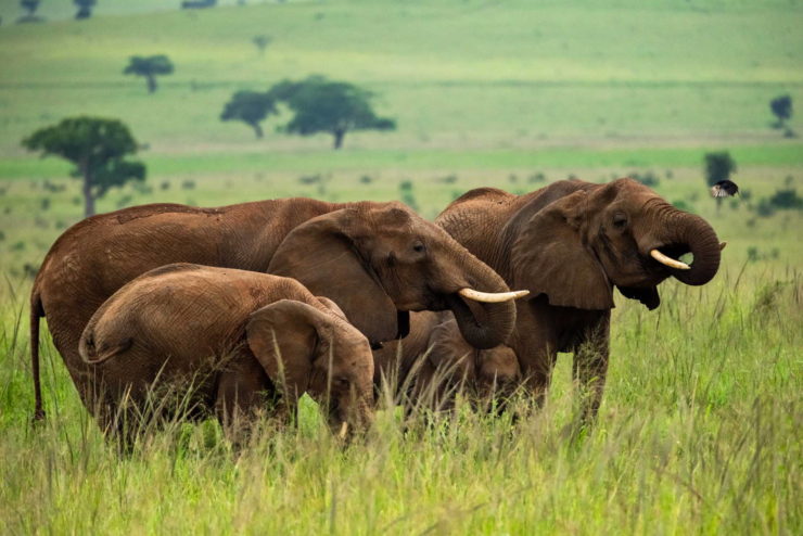elephants are among wild animals that do have cancer