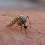 mosquito female drinking blood