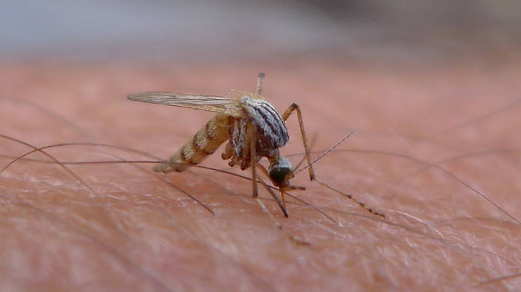 mosquito female drinking blood