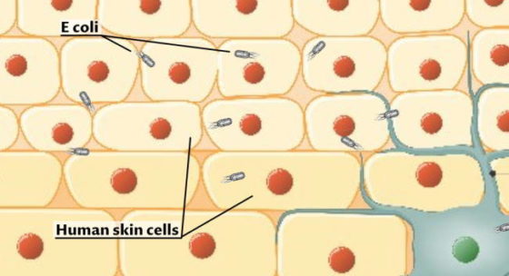 human skin cells and e coli up to scale
