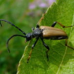 an insect jumping off from a leaf would not take a fall damage