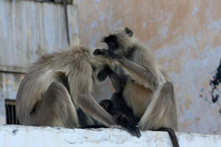 two monkeys helping eah other by grooming