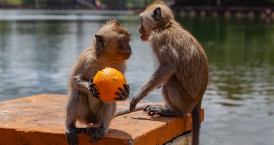 monkeys trading an orange