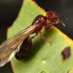 queen and with wings