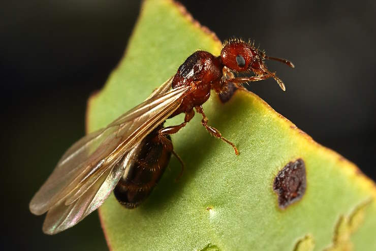 queen ant with wings