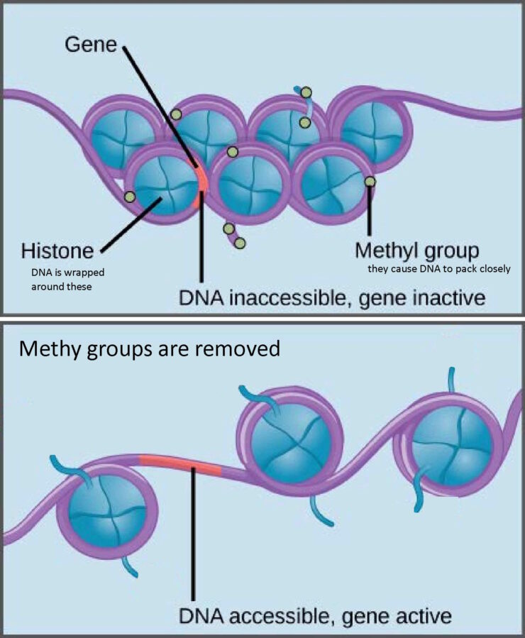 diagram representing a way to switch off a gene: dna and histone methylation