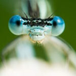 closeup of an insect head