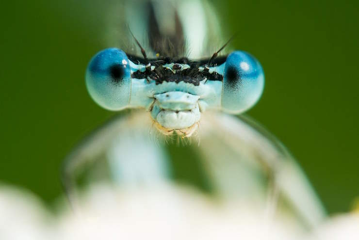 closeup of an insect head