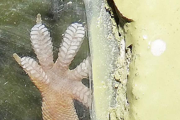 Palm of a gecko pressed against glass