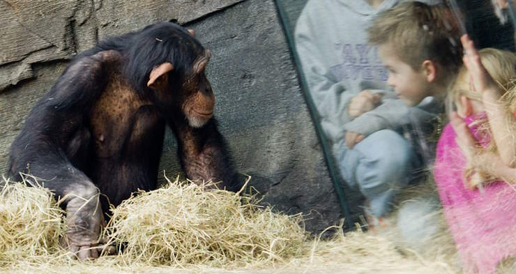human and a chimp looking at each other at a zoo