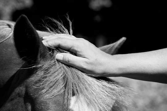 hand touching horses head