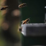 bees returning to hive, carrying pollen containing caffeine
