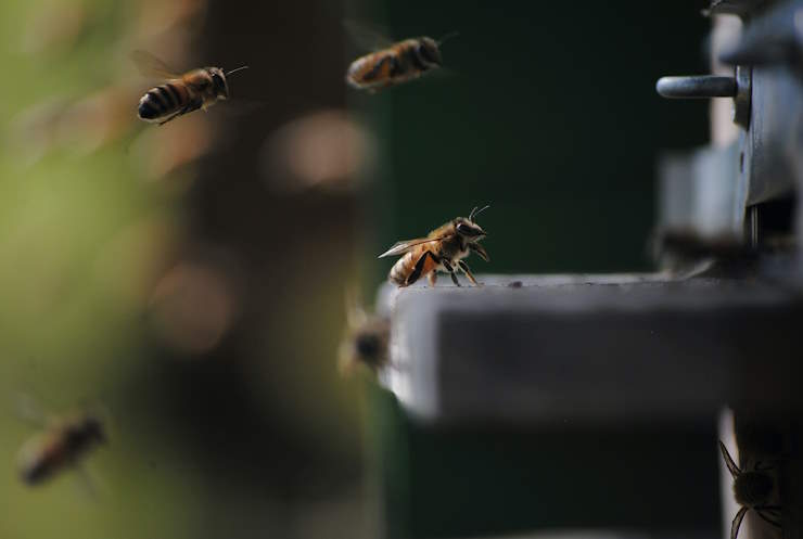 bees returning to hive, carrying pollen containing caffeine