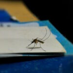 mosquito on a white page on blue background
