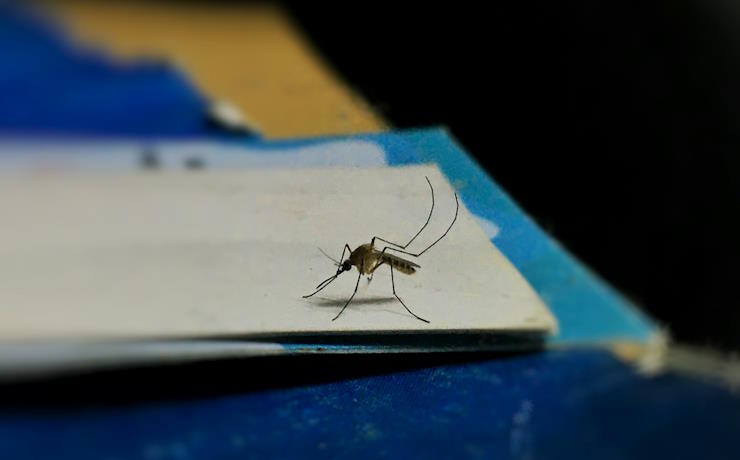 mosquito on a white page on blue background listening to ultrasound