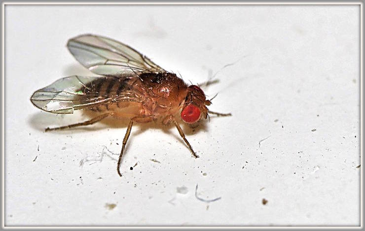 drosophila melanogaster fruit fly in science lab
