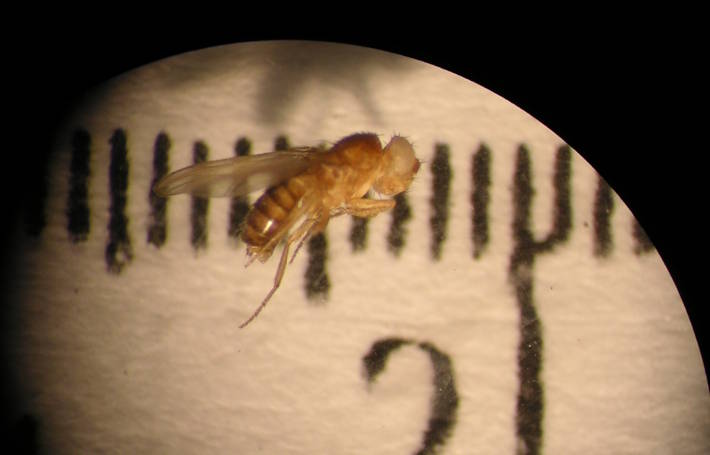 White eyed mutant fruit fly