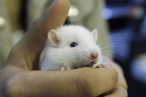 white science lab rat