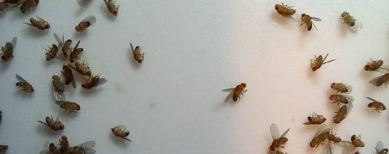 fruit flies asleep with anesthesia